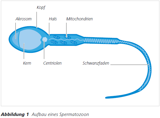 Abbildung 1 Aufbau eines Spermatozoon